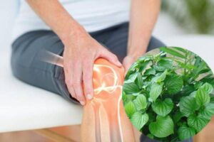 Cây dây đau xương trong đông y