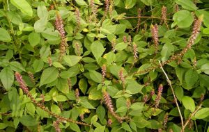 cây cỏ xước giúp điều trị xương khớp